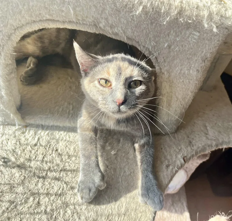 A young medium-sized female American Shorthair cat named Tiramisu for adoption in Elkland, PA