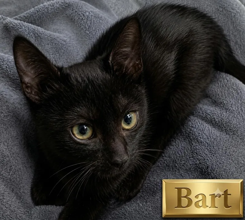 A baby small-sized female Black & White / Tuxedo Tuxedo cat named Bart  The Simpsons for adoption in Spring Branch, TX