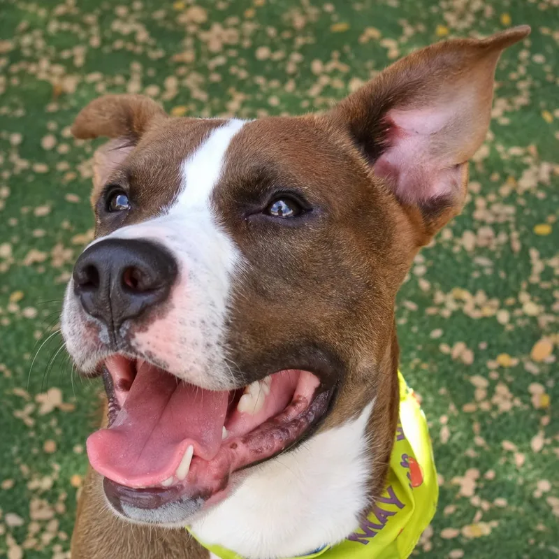 An adult large-sized male Brown / Chocolate Labrador Retriever dog named Niko PB for adoption in Schertz, TX