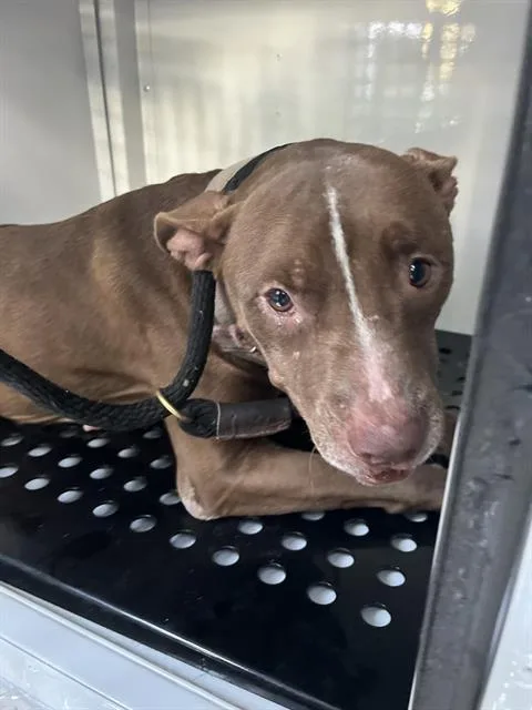 A young medium-sized female Mixed Breed dog named Londy for adoption in Palmetto, FL