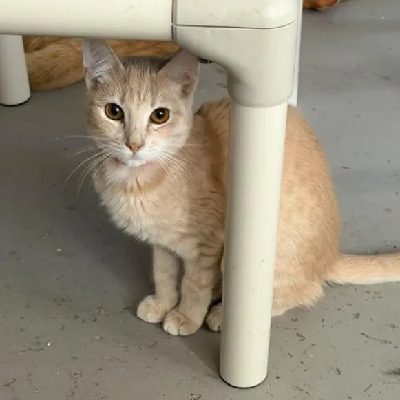 A young small-sized female Orange / Red Domestic Short Hair cat named Sammi for adoption in Laredo, TX