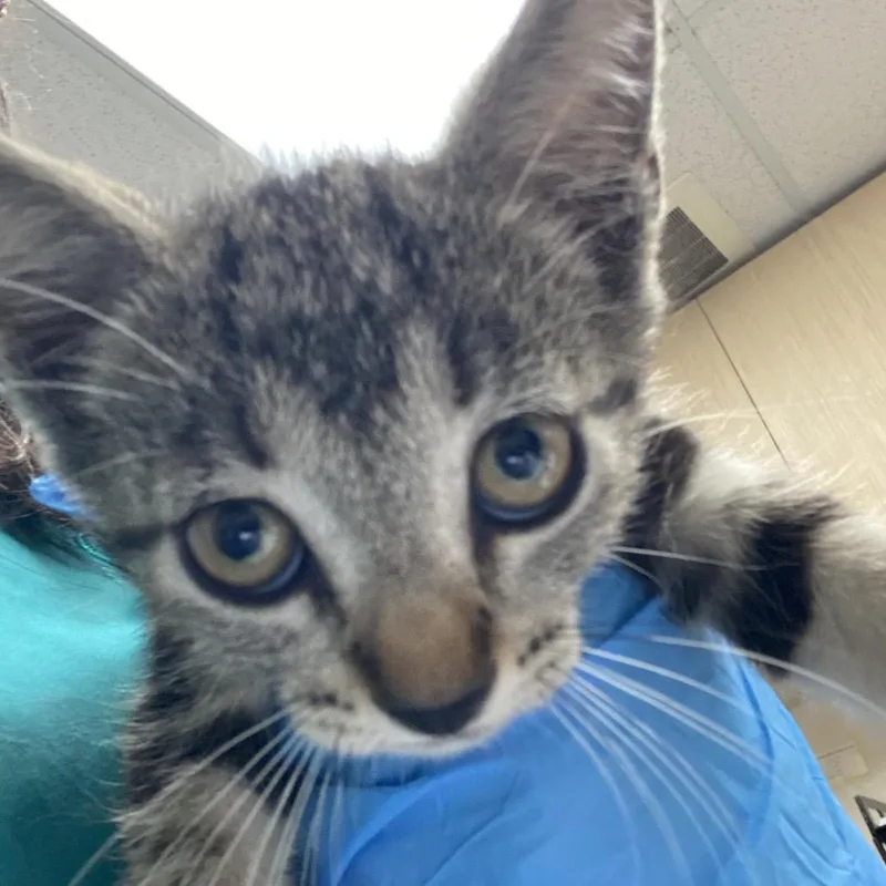 A baby small-sized male Brown / Chocolate Domestic Short Hair cat named Samuel for adoption in Lakeland, FL