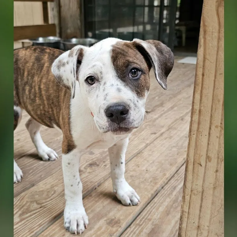 A baby large-sized female Brindle Mixed Breed dog named Savi for adoption in BONIFAY, FL