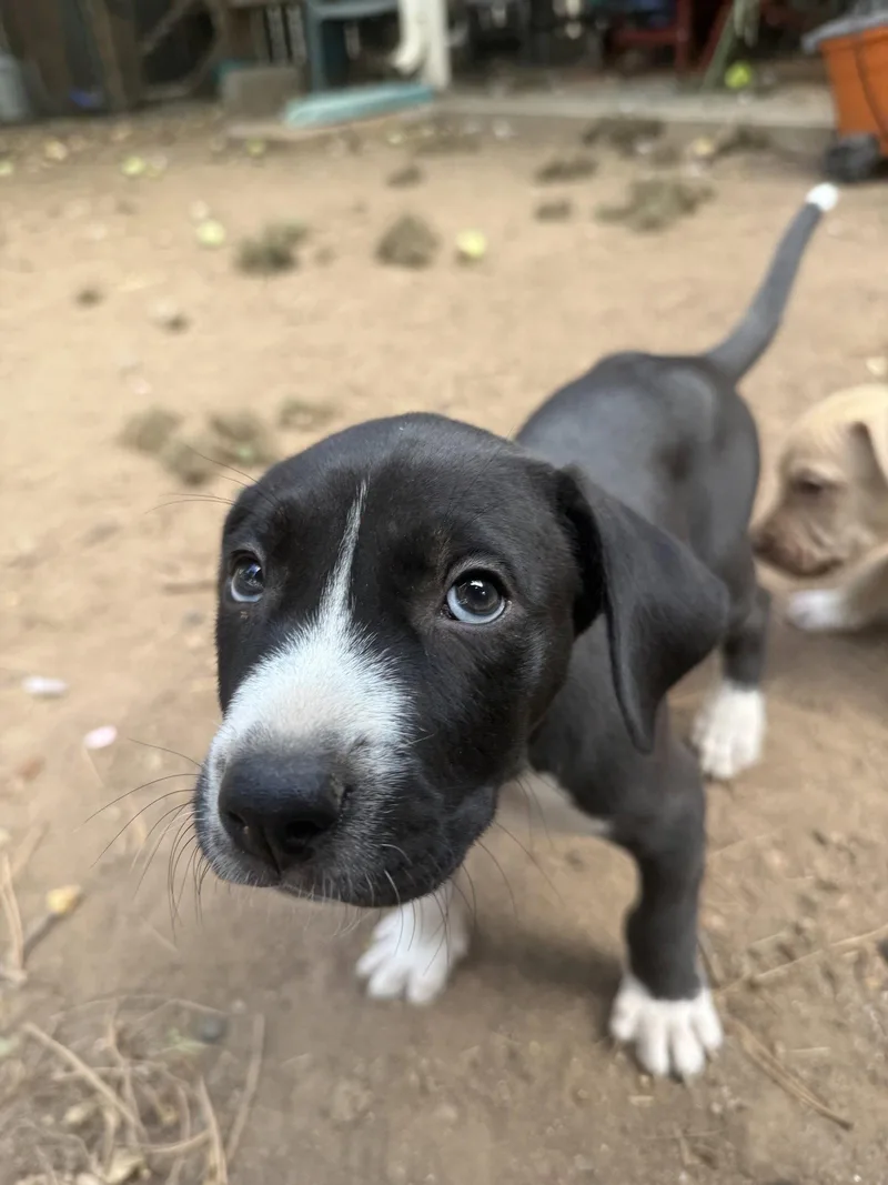 A baby medium-sized male Mixed Breed dog named Tommy for adoption in Fort Collins, CO