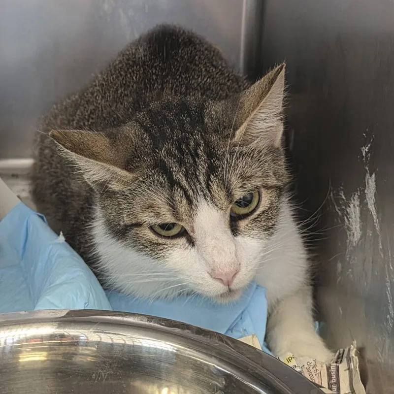 An adult medium-sized female Calico Domestic Short Hair cat named Stacy for adoption in Fort Wayne, IN