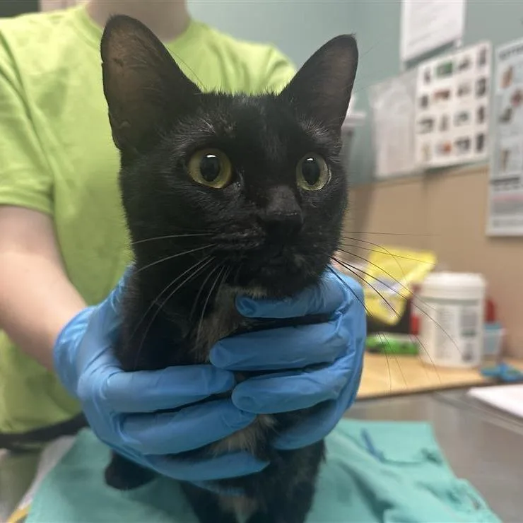 An adult medium-sized female Tortoiseshell Domestic Short Hair cat named Kraken for adoption in Tacoma, WA