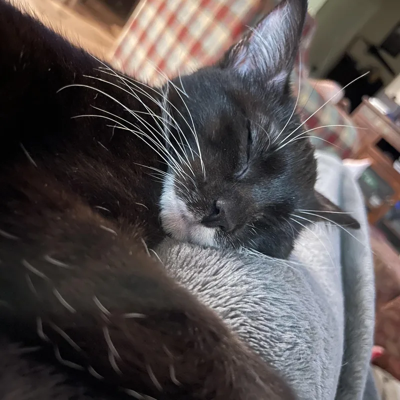 A baby medium-sized female Domestic Short Hair cat named Smudge for adoption in Pottsboro, TX
