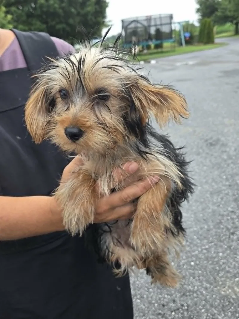 A baby small-sized female Yorkshire Terrier dog named All Star Sanchez for adoption in Havertown, PA