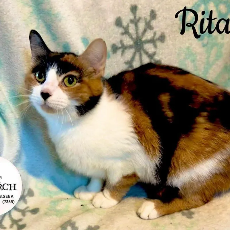An adult small-sized female Calico Domestic Short Hair cat named Rita for adoption in Washington, PA