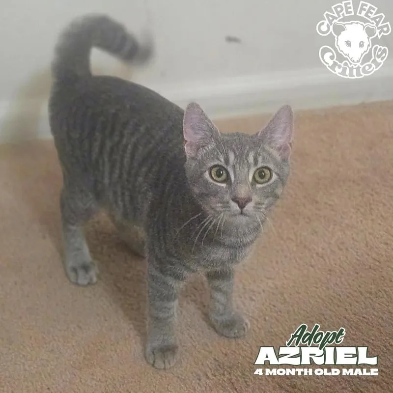A baby small-sized male Tabby (Gray / Blue / Silver) Domestic Short Hair cat named Azriel for adoption in Wilmington, NC