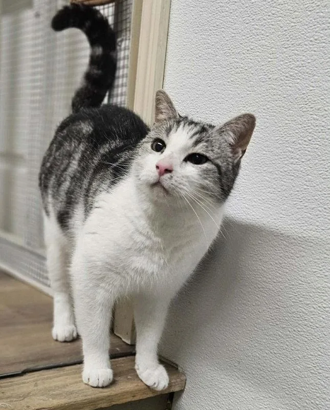 An adult medium-sized male Domestic Short Hair cat named Hemingway for adoption in Gonic, NH