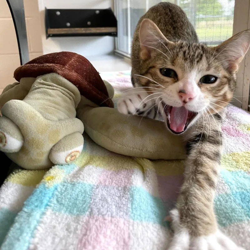 Honey Butter Chicken Biscuit