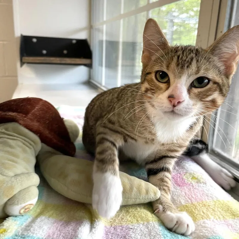 Honey Butter Chicken Biscuit thumbnail 2