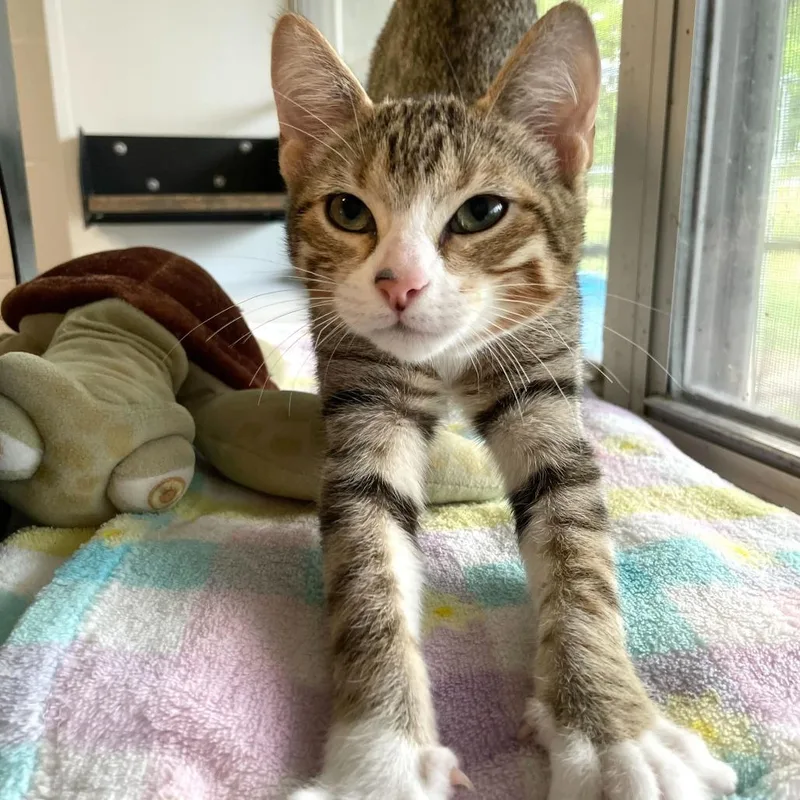 Honey Butter Chicken Biscuit thumbnail 3