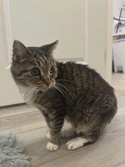 A senior medium-sized female Domestic Short Hair cat named Stevie Whiskers for adoption in Savannah, GA