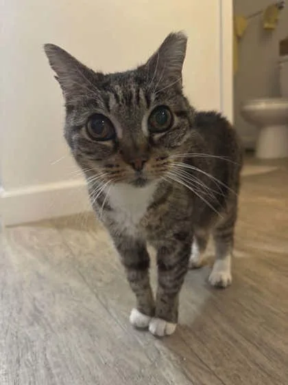 Stevie Whiskers thumbnail 2
