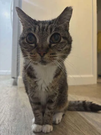 Stevie Whiskers thumbnail 3