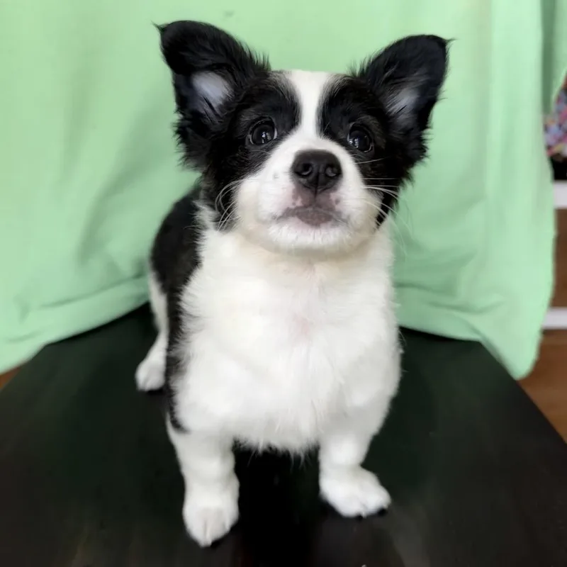 A baby medium-sized male White / Cream Terrier dog named Moss for adoption in La Grange, KY