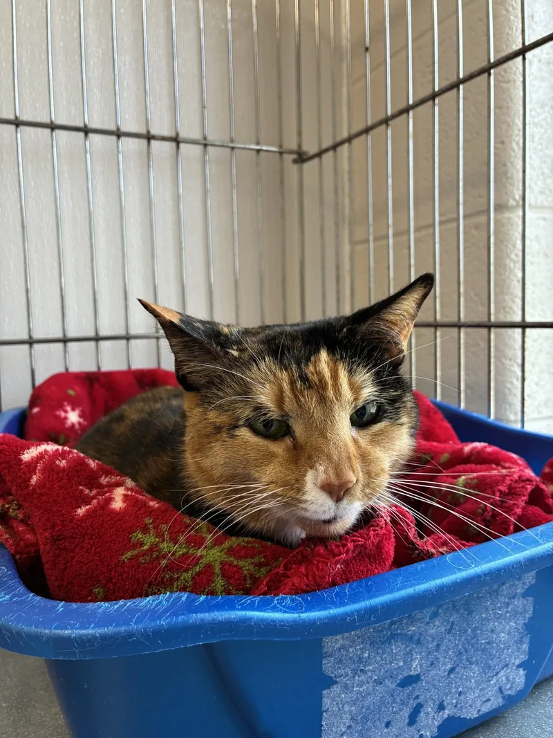 A senior medium-sized female Tortoiseshell Domestic Short Hair cat named Maple for adoption in King George, VA