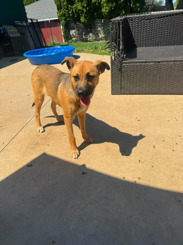 A baby medium-sized female Mixed Breed dog named Libby for adoption in sun prairie, WI
