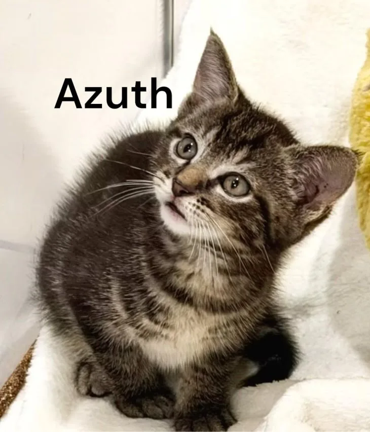 A baby medium-sized male Tabby cat named Azuth for adoption in Weems, VA