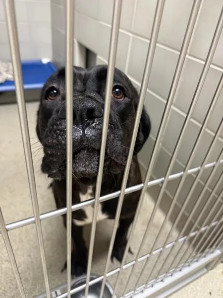 An adult large-sized female Cane Corso dog named Dolce for adoption in Virginia Beach, VA