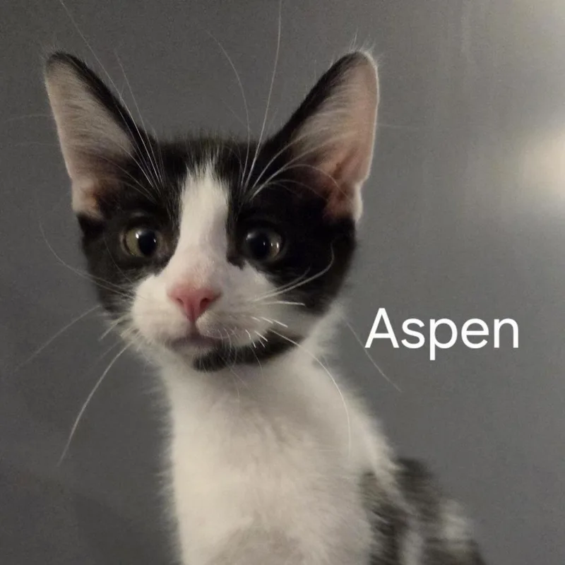 Aspen