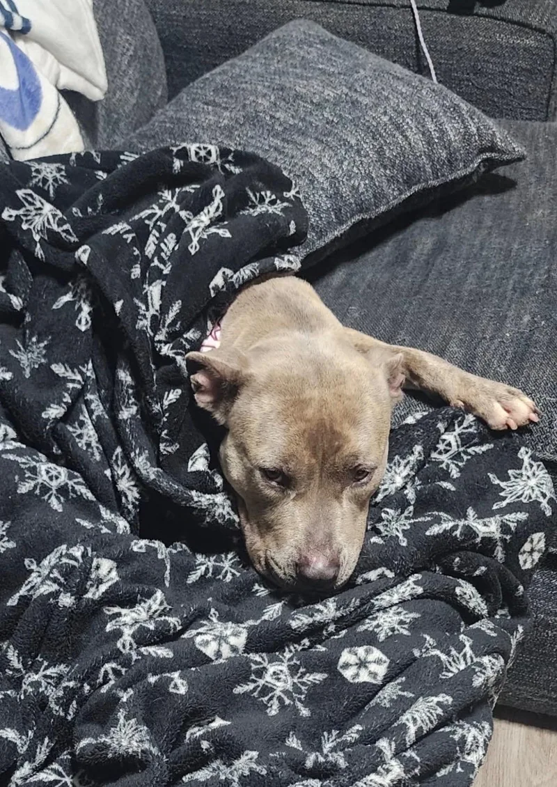 An adult medium-sized female Gray / Blue / Silver American Staffordshire Terrier dog named Lilac for adoption in Houston, TX