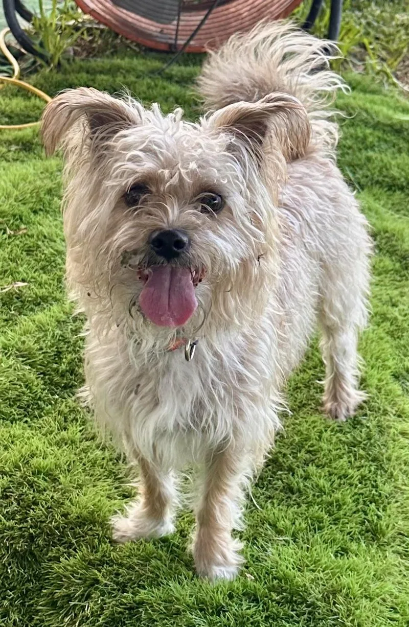 A young small-sized male White / Cream Cairn Terrier dog named Toto for adoption in Palm Harbor, FL