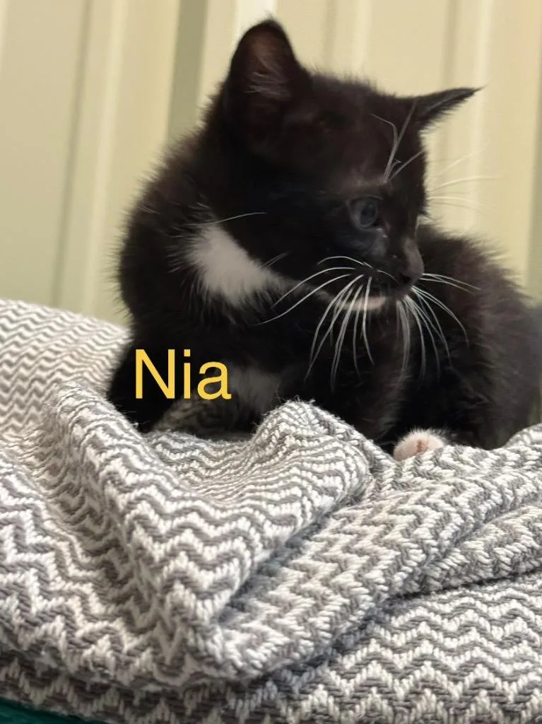 A baby small-sized female Domestic Short Hair cat named Nia for adoption in Saint Francisville, LA