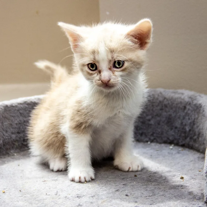 A baby small-sized female Buff / Tan / Fawn Domestic Short Hair cat named Trinidad for adoption in Wichita, KS