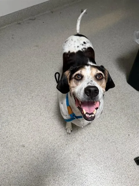 An adult large-sized male Treeing Walker Coonhound dog named Gator for adoption in San Luis Obispo, CA