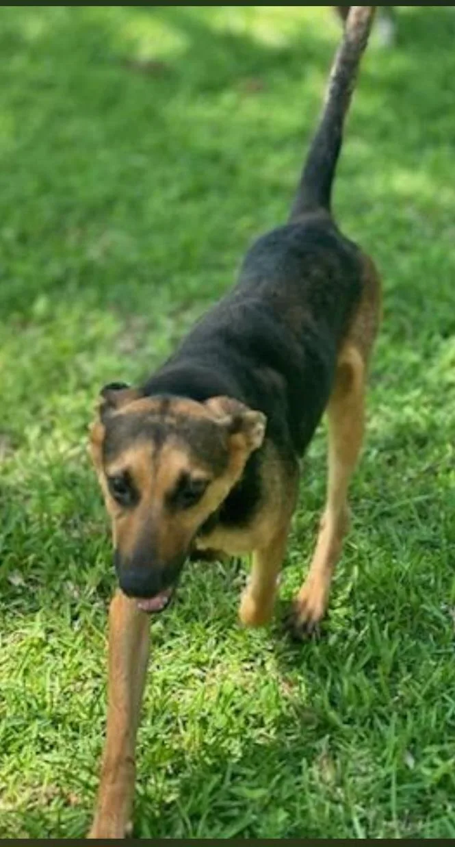 An adult medium-sized female Tricolor (Brown, Black, & White) German Shepherd Dog dog named Jill for adoption in Houston, TX