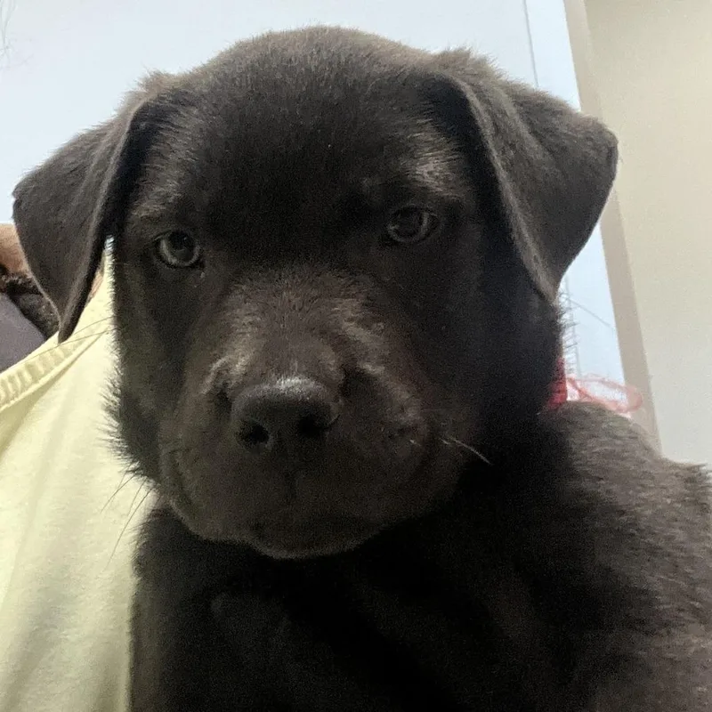 A baby medium-sized male Black Labrador Retriever dog named Stetson for adoption in Austin, TX
