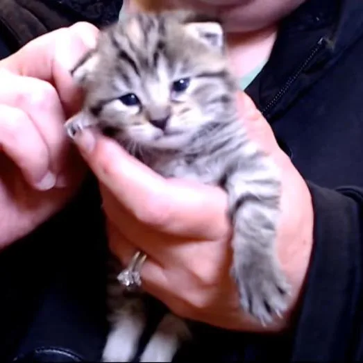 A baby small-sized female Brown / Chocolate Domestic Short Hair cat named Willow for adoption in Defiance, OH