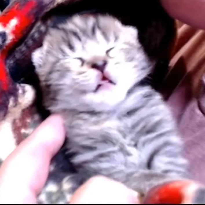 Willow thumbnail 2