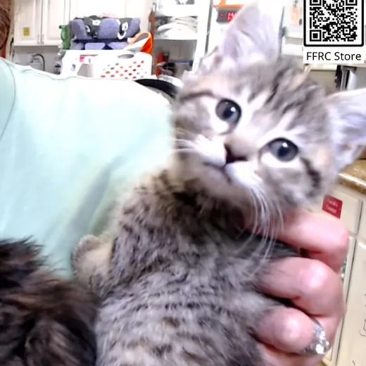Willow thumbnail 4