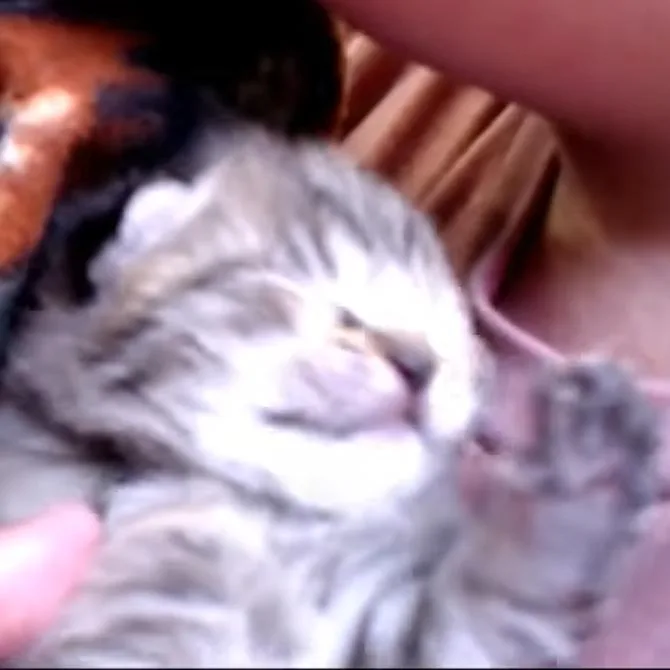 Willow thumbnail 5