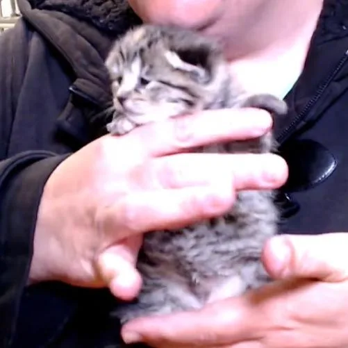 Willow thumbnail 6