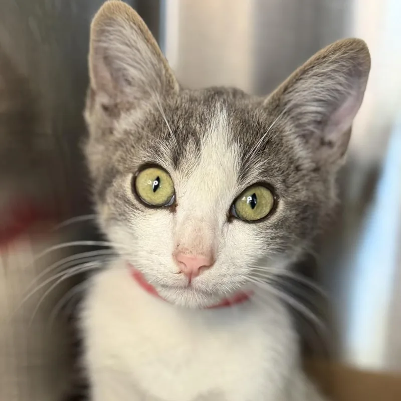 A baby small-sized male Domestic Short Hair cat named Declan Rice for adoption in Los Angeles, CA
