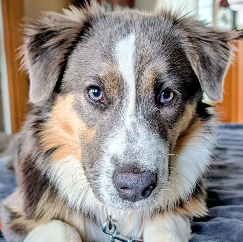 A baby small-sized male Bicolor Australian Shepherd dog named Theo for adoption in Lincolnshire, IL