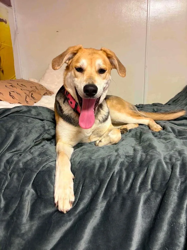 An adult large-sized female Husky dog named Nala for adoption in Irwin, PA