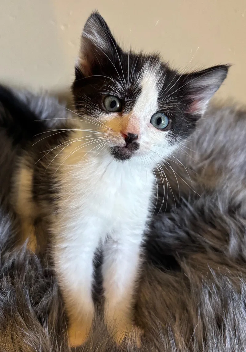 A baby medium-sized male Black & White / Tuxedo Domestic Short Hair cat named Bill for adoption in San Jose, CA