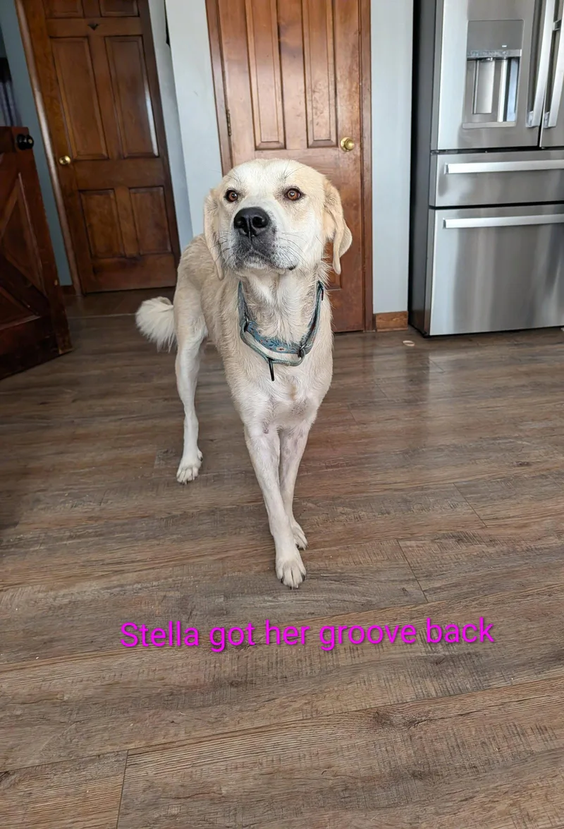 An adult large-sized female Great Pyrenees dog named Stella for adoption in Newport, KY
