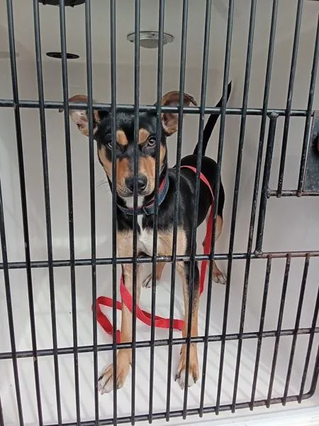 A young medium-sized male Mixed Breed dog named Herbie for adoption in Mobile, AL