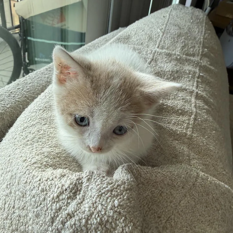 A baby small-sized male White Domestic Short Hair cat named Kid Cuisine for adoption in Los Angeles, CA