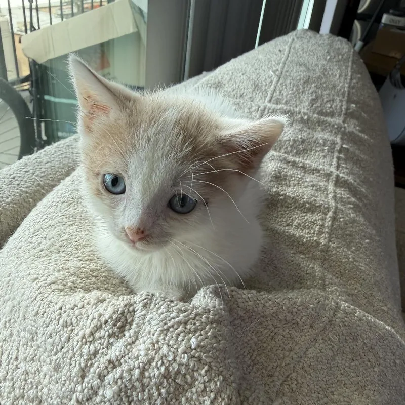 Kid Cuisine thumbnail 2