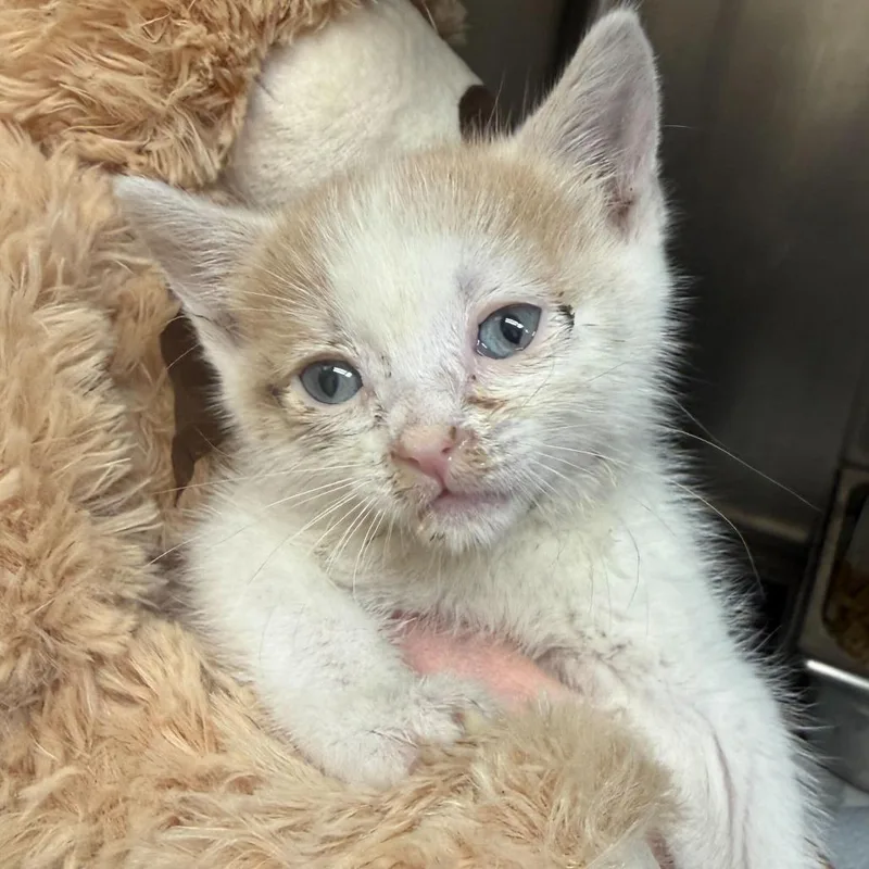 Kid Cuisine thumbnail 3