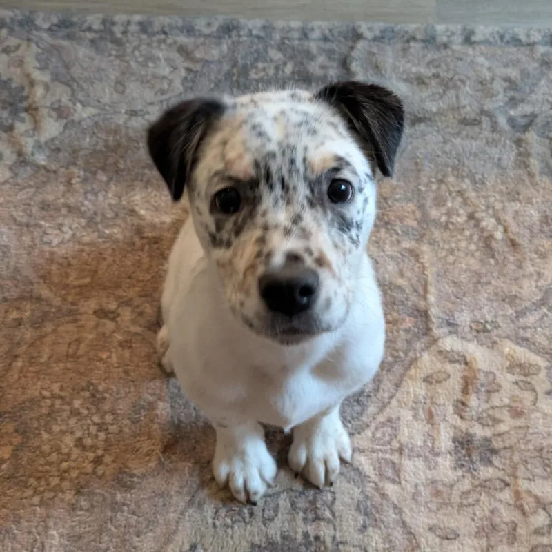 A young medium-sized male White / Cream Mixed Breed dog named Redsmash for adoption in Fredericksburg, VA