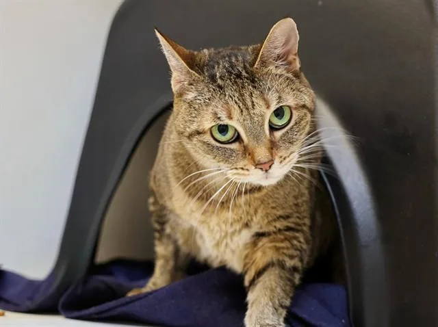 An adult large-sized female Domestic Short Hair cat named Gracie for adoption in San Luis Obispo, CA